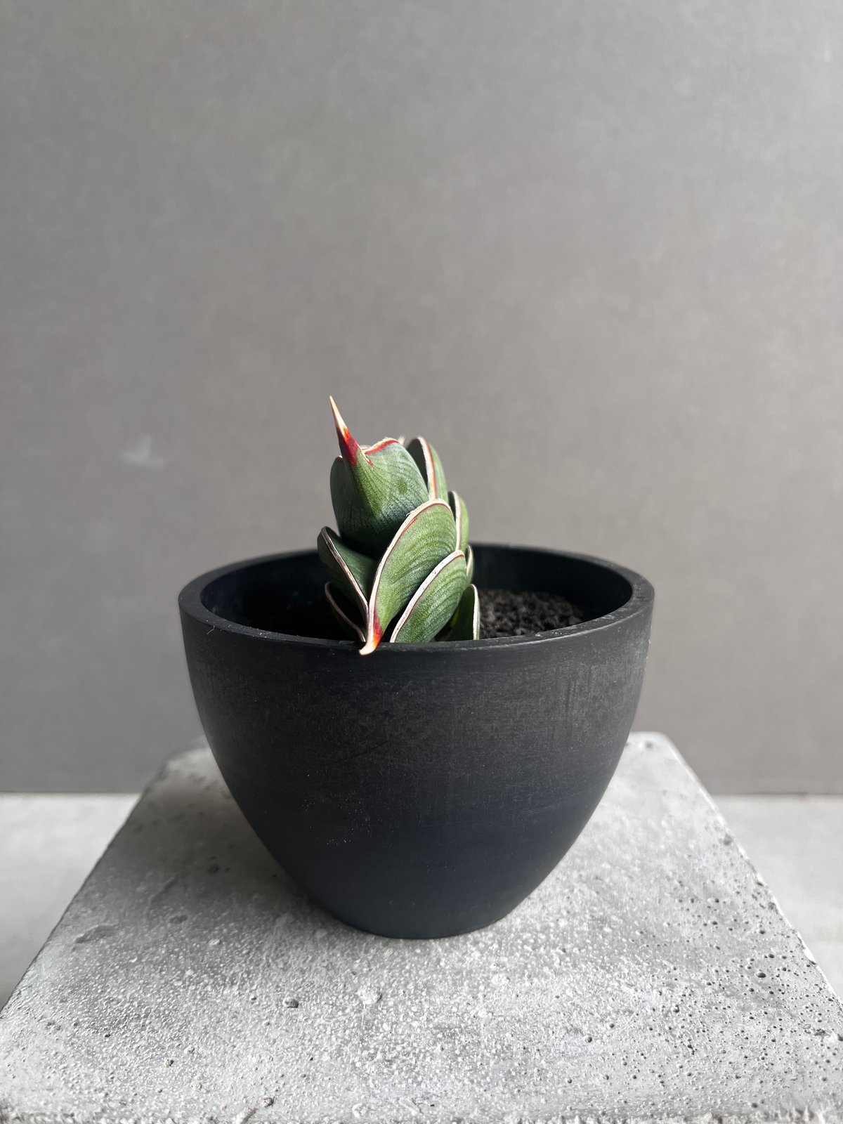 サンセベリア ロリダ 「Sansevieria rorida」34B | SHOUCHIKUEN