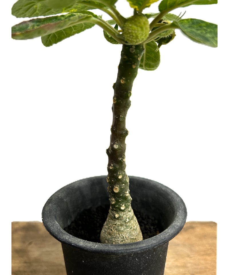 レア/極太/塊根植物】ドルステニア ハイブリッド 多頭株 鉢植え