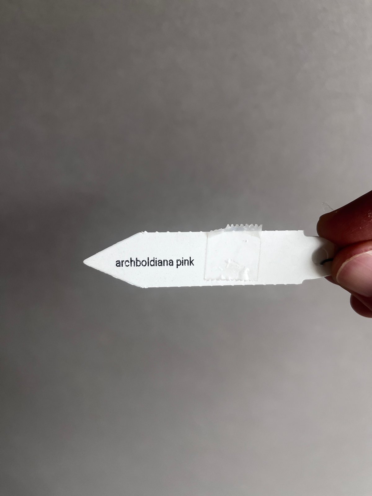 ホヤ アークボルディアーナ ピンク 「Hoya archboldiana pink 」70U