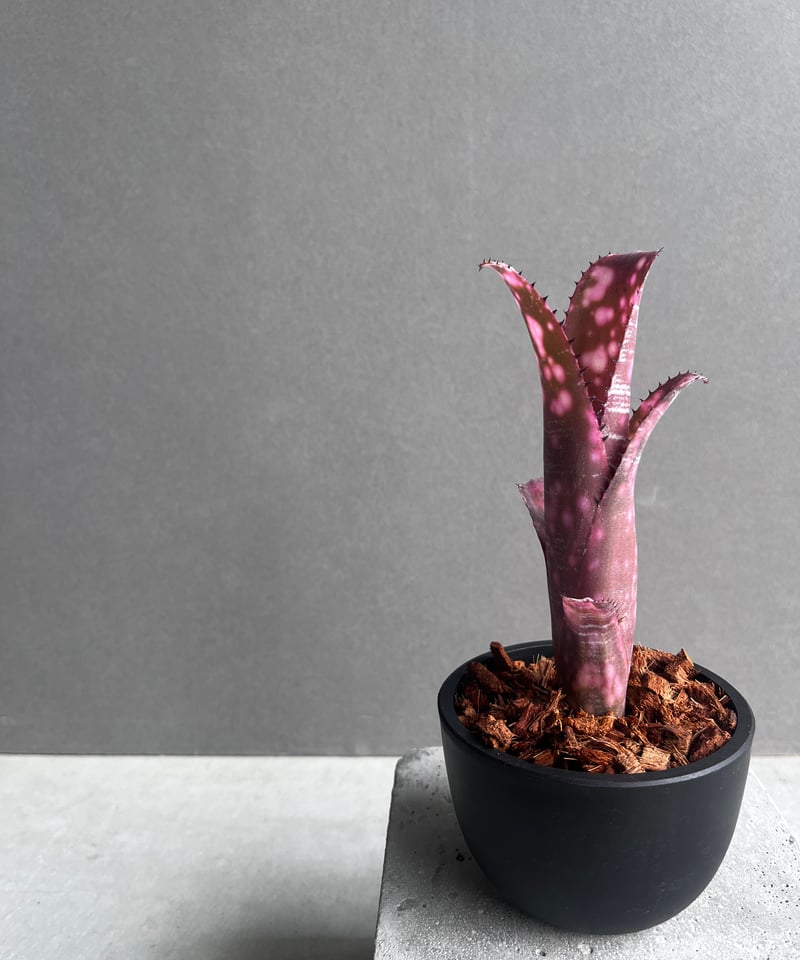 ビルベルギア インセンディアリー デライト 「Billbergia Incendiary De