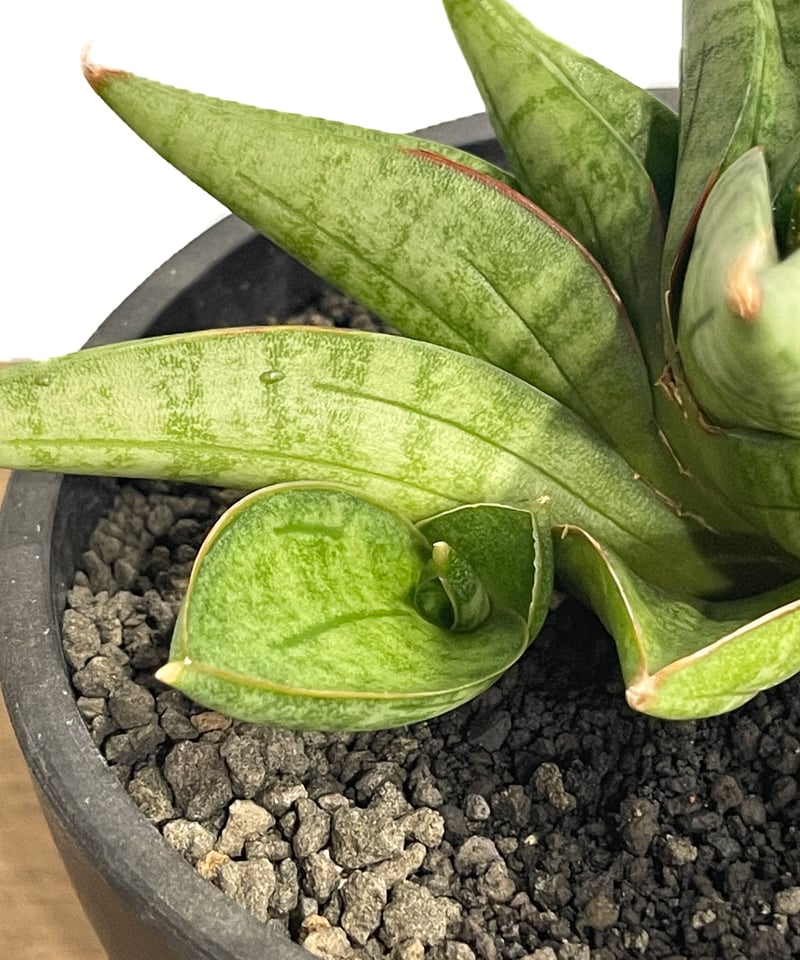 サンスベリア ユキオンナ ① サンセベリア sansevieria EMP
