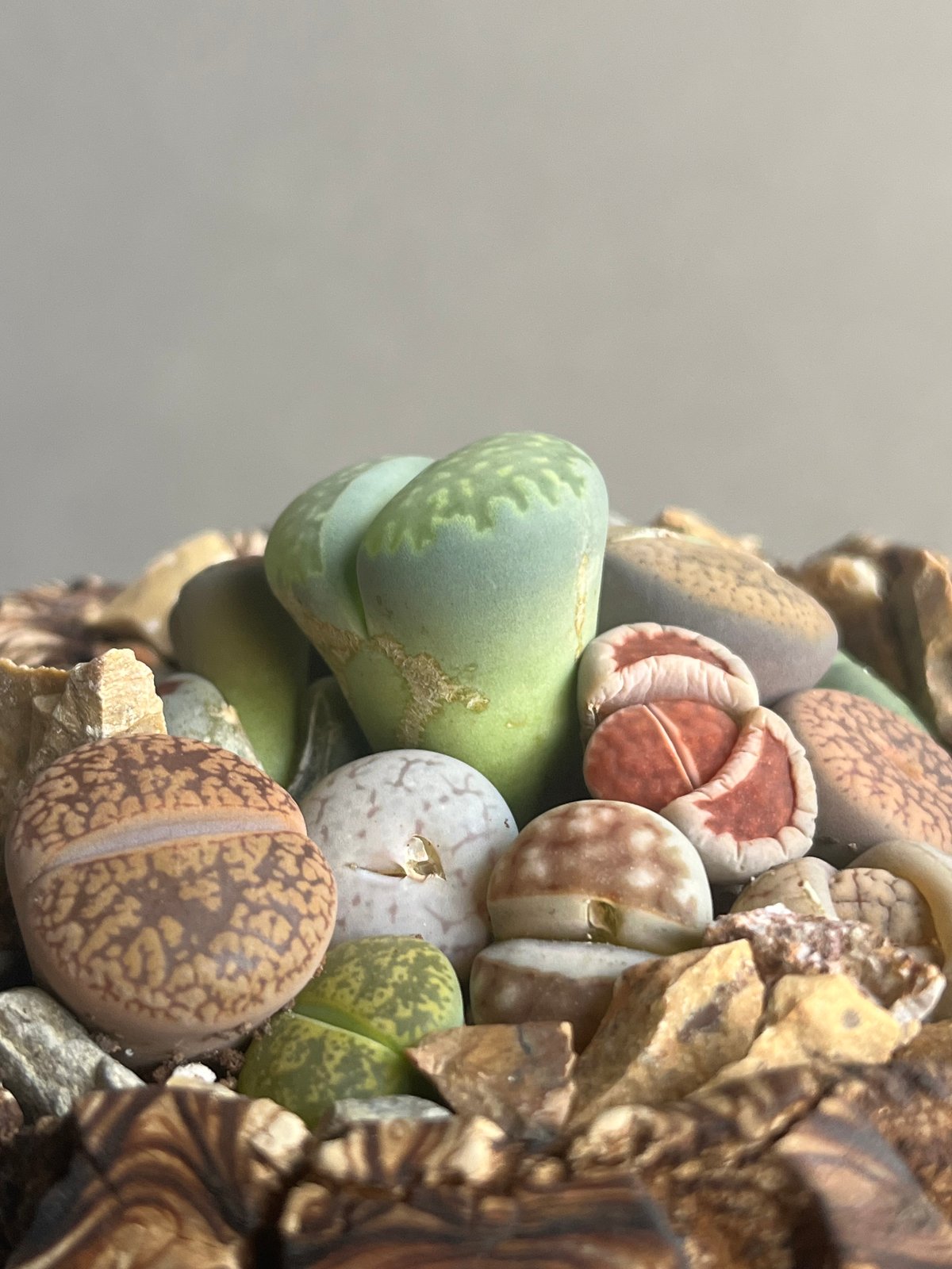 リトープス + plantsmonsters pot”Habitat Style” 「Lith