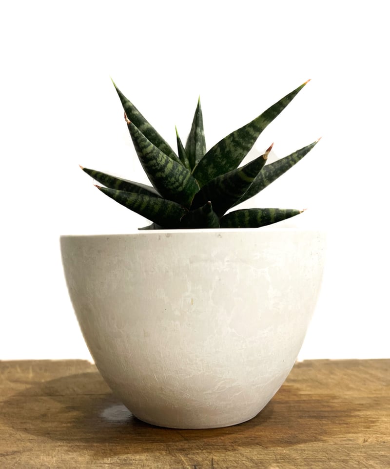 サンセベリア ブラック ダイヤモンド「Sansevieria Black Diamond」5/