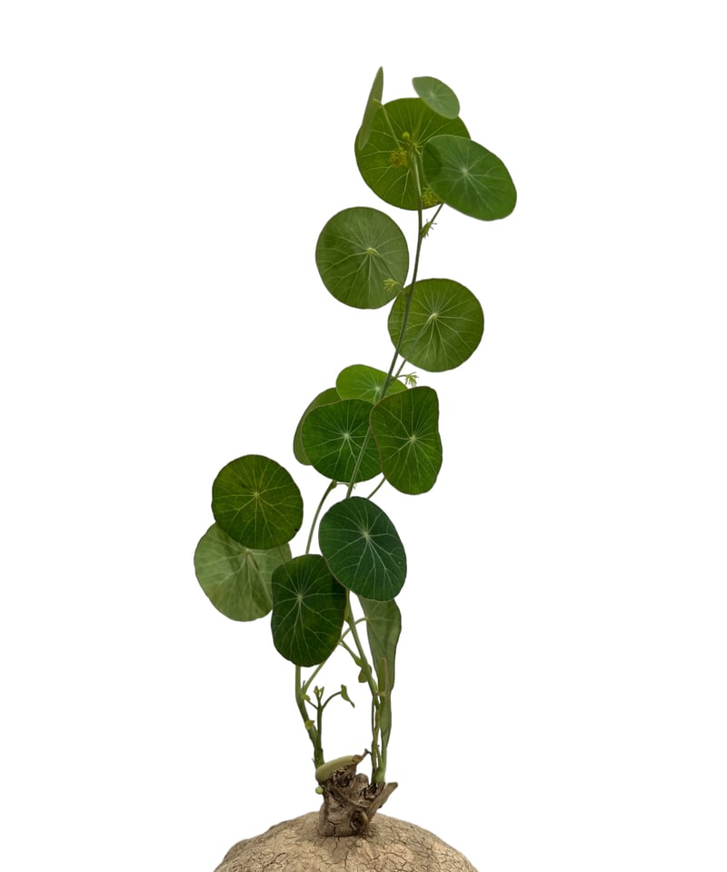 ステファニアエレクタ ステファニア エレクタ Stephania erecta | mana's farm:塊根植物