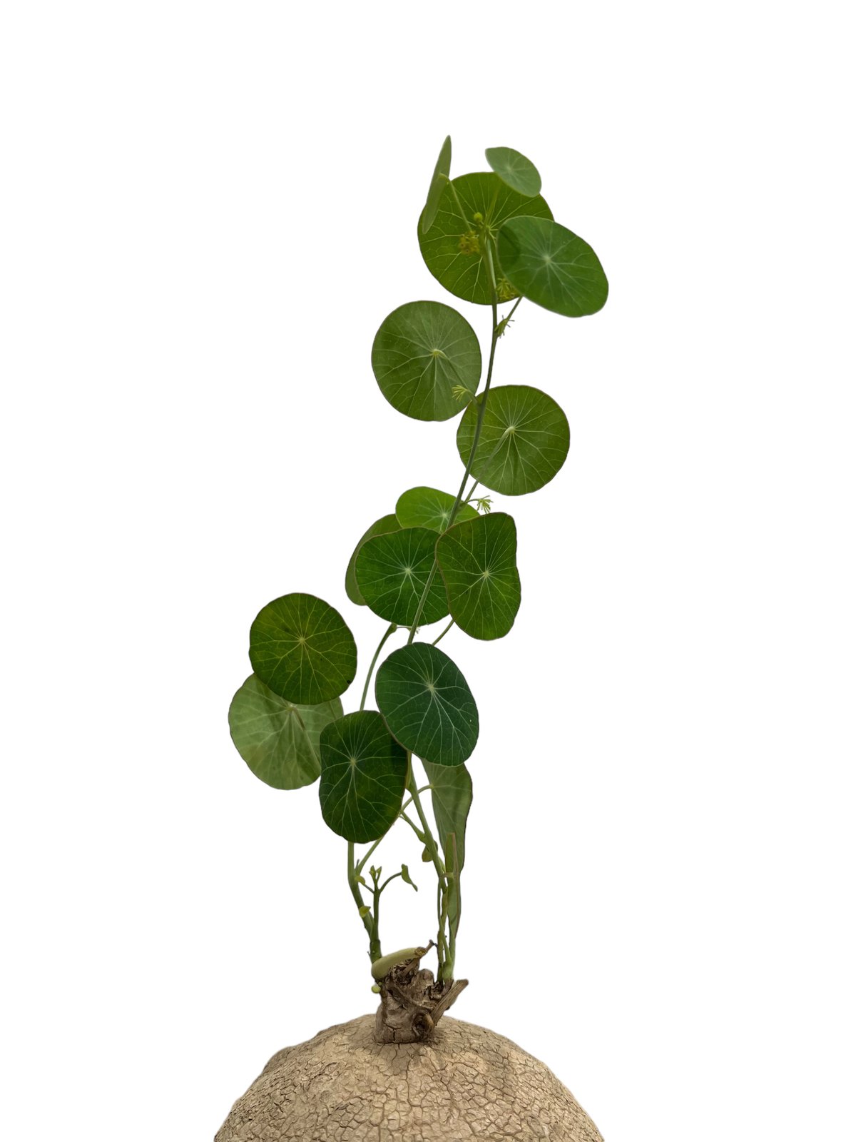 ステファニア エレクタ “選抜個体” 「Stephania erecta“Select