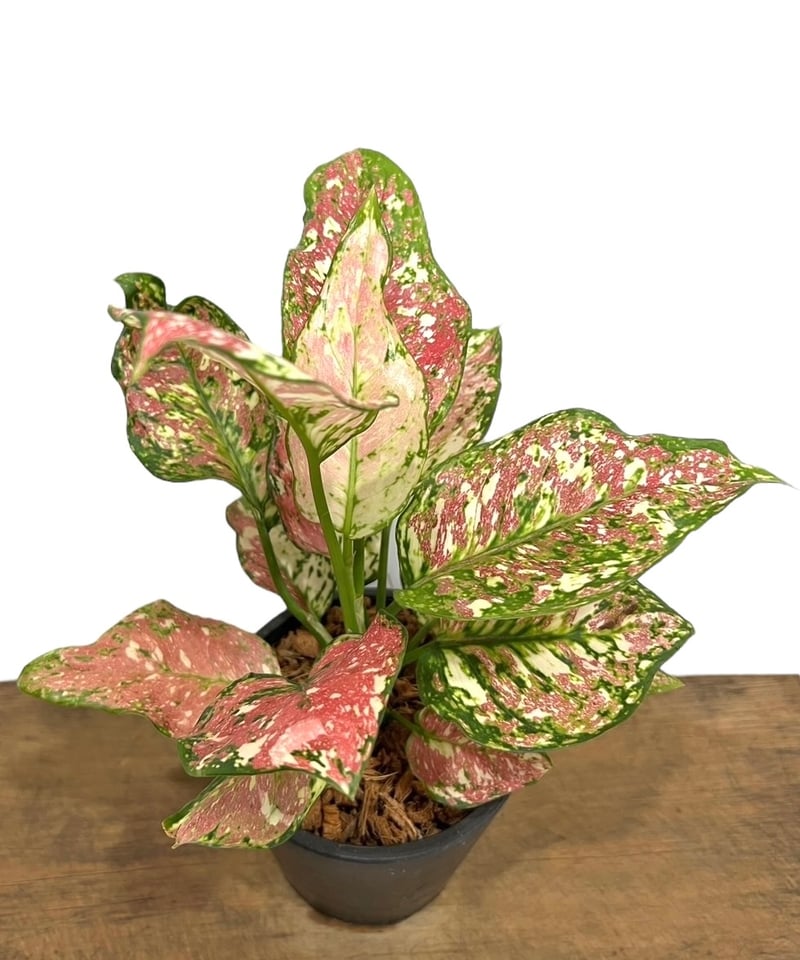 アグラオネマ アンヤマニー トリカラー「Aglaonema Unyamanee Tricolo