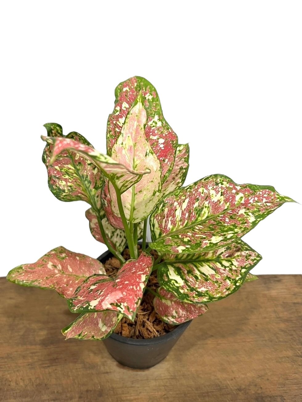アグラオネマ アンヤマニー トリカラー「Aglaonema Unyamanee Tricolo