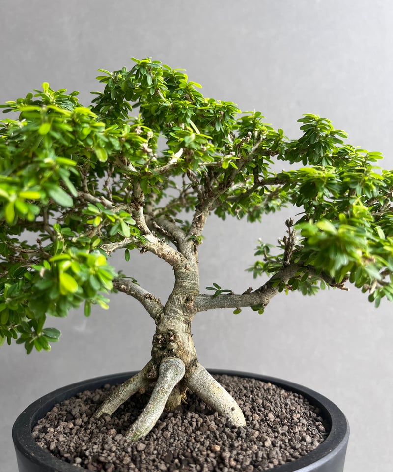 うち” 盆栽 「“UCHI” BONSAI 」64A | SHOUCHIKUEN