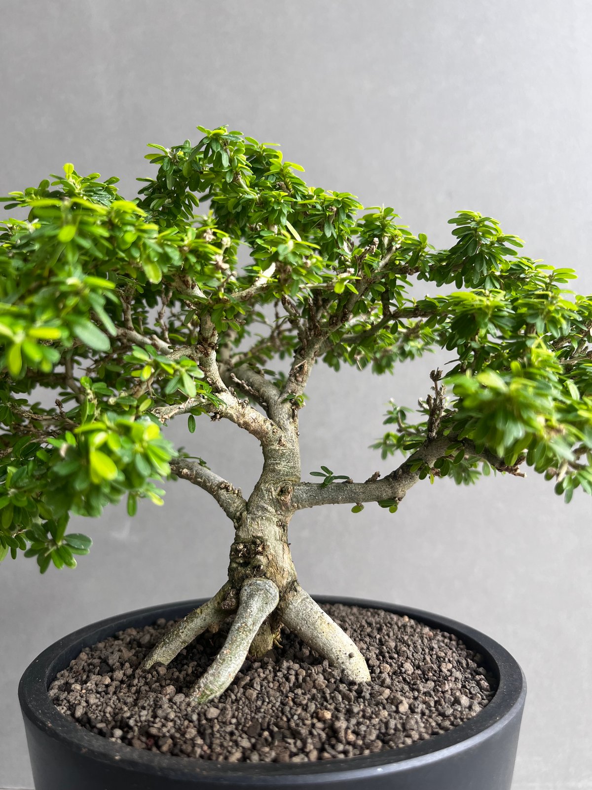 盆栽鉢 黄段泥 三角三脚紫砂盆 盆栽鉢 植木鉢 小品盆栽鉢 大品盆栽
