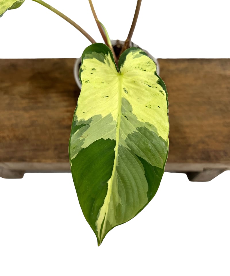 ホマロメナ　斑入り　南スマトラ産 Yahoo!オークション -「ホマロメナ 斑入」の落札相場・落札価格