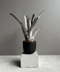 ボスウェリア サクラ (実生苗)「 Boswellia Sacra」4/12-279 | SH