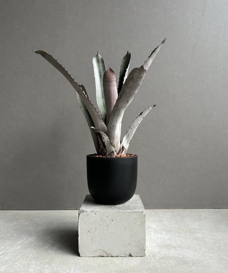 【国内今夏採種】サピニー 10粒 71_ab6415ec-da7e-41d9-b4ce-