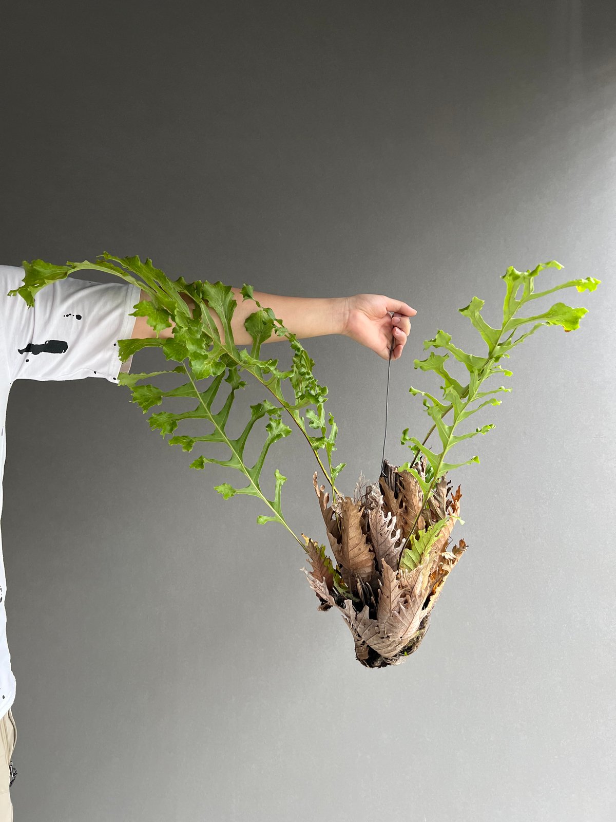 ドリナリア クエルシフォリア '変異種' 「Drynaria quercifolia