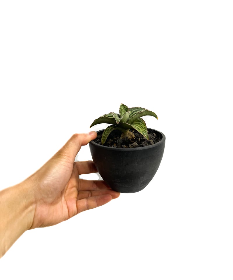 サンセベリア クレオパトラ 「Sansevieria cleopatra」4/19-349 |