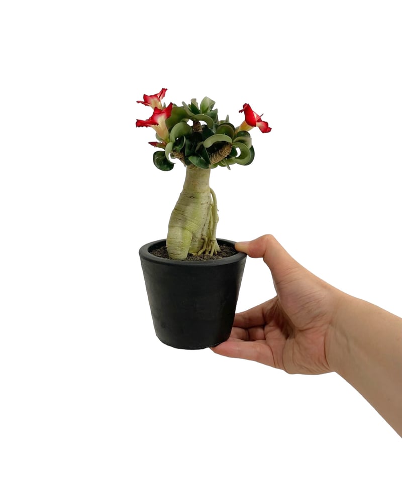 アデニウム D.H.A (獅子葉) '選抜個体' 「Adenium D.H.A (Dorset アデニウム D.H.A (獅子葉) '選抜個体' 「Adenium D.H.A (Dorset