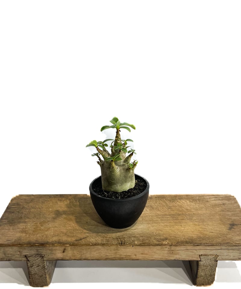 アデニウム アラビカム ドワーフ “ブラック”「adenium arabicum Dwar