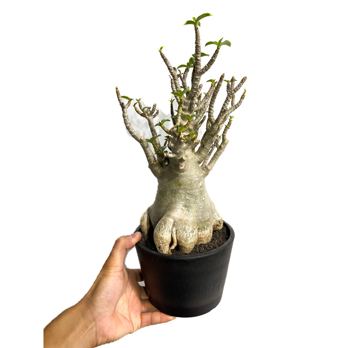 【極美株】アデニウム ソコトラナム 選抜株/ Adeniumsocotranu 極美株】アデニウム ソコトラナム 選抜株/ Adeniumsocotranu