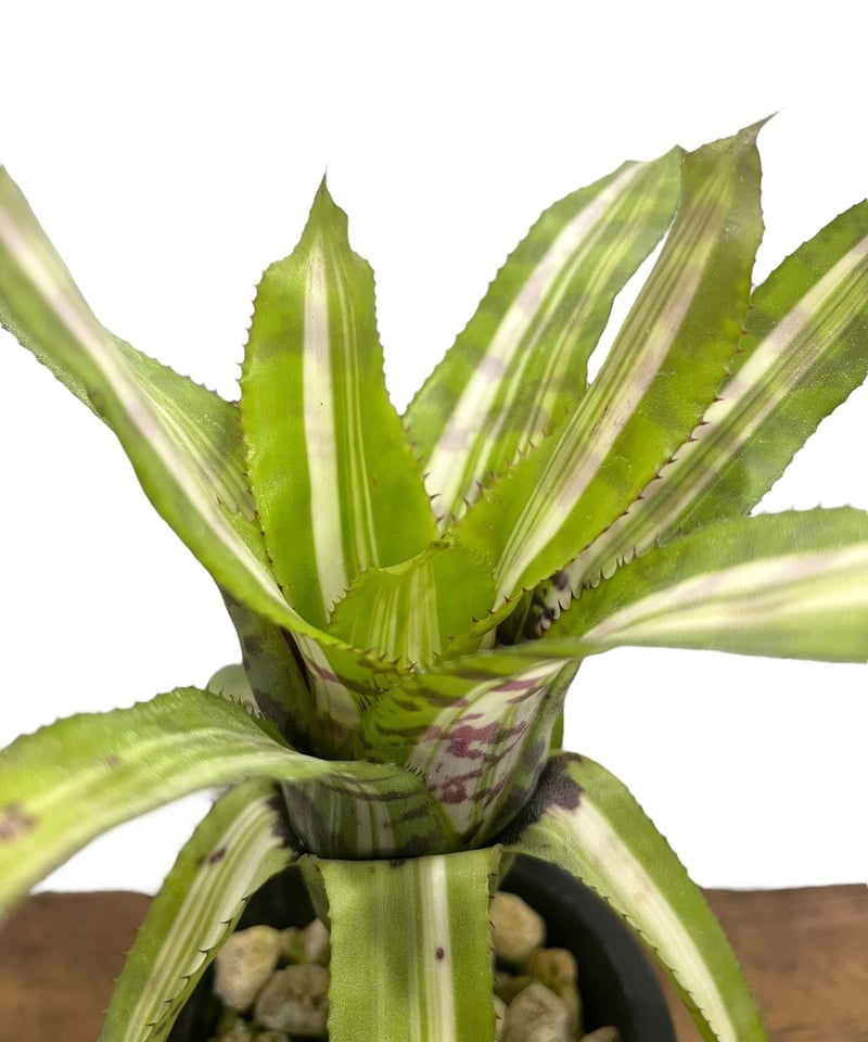 Aechmea aquilegia Variegated〔エクメア〕A0149 Aechmea aquilega variegated – Tropiflora
