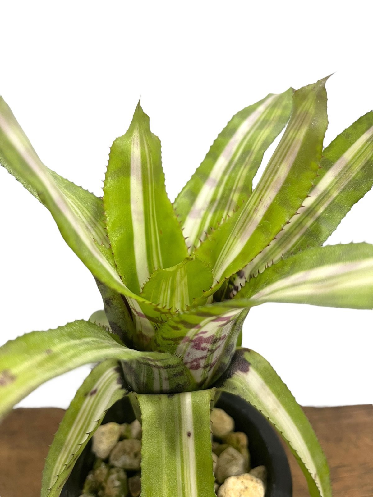 エクメア バート 斑入 「Aechmea Bert variegated」8S | SHOUC