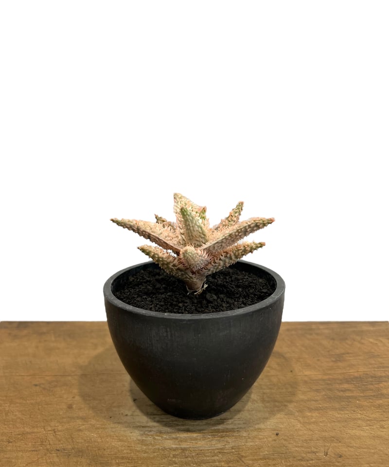 アロエ テンプラ 「Aloe Tempra」37T | SHOUCHIKUEN アロエ テンプラ 「Aloe Tempra」37T | SHOUCHIKUEN