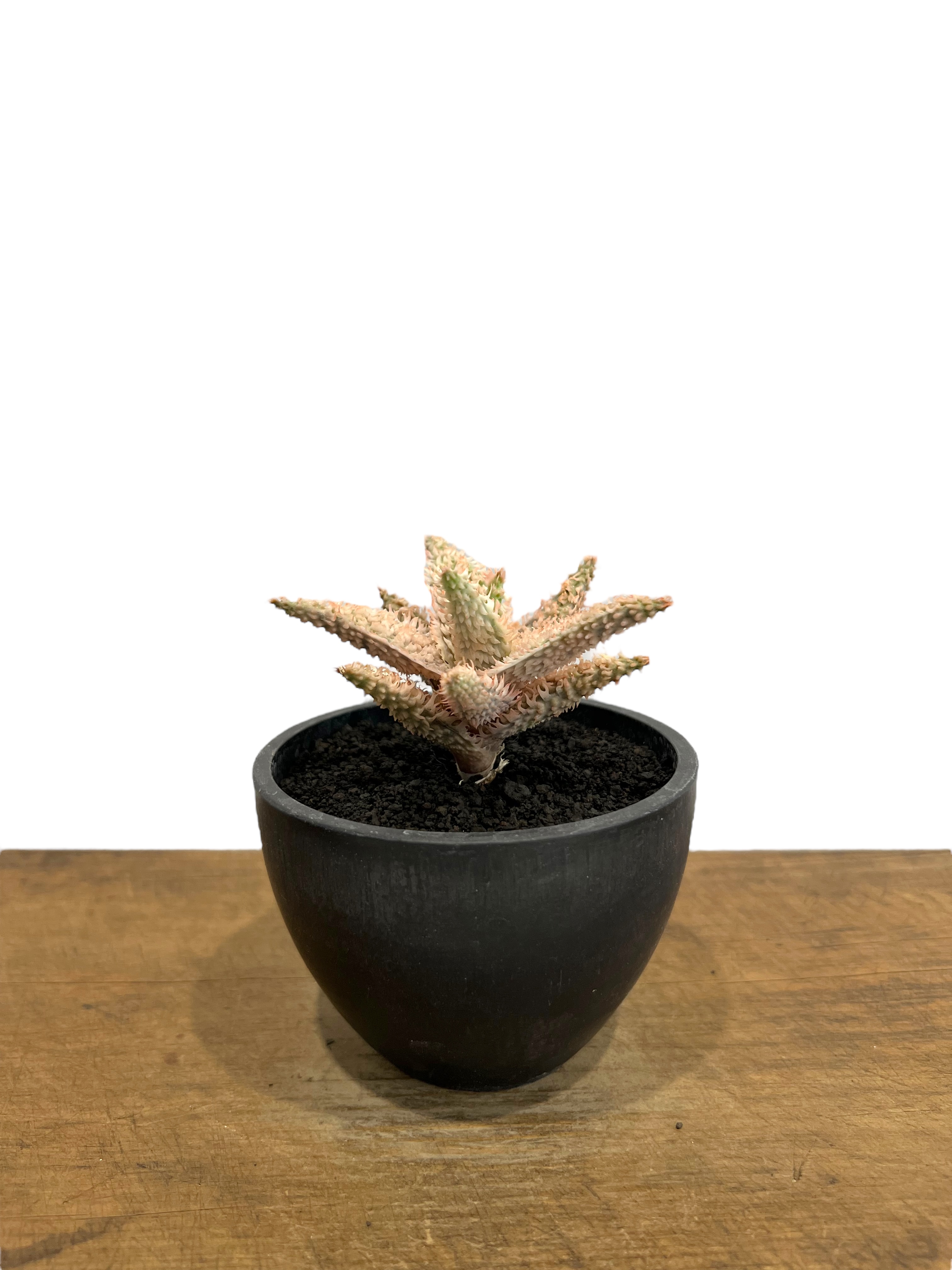 アロエ テンプラ 「Aloe Tempra」37T | SHOUCHIKUEN