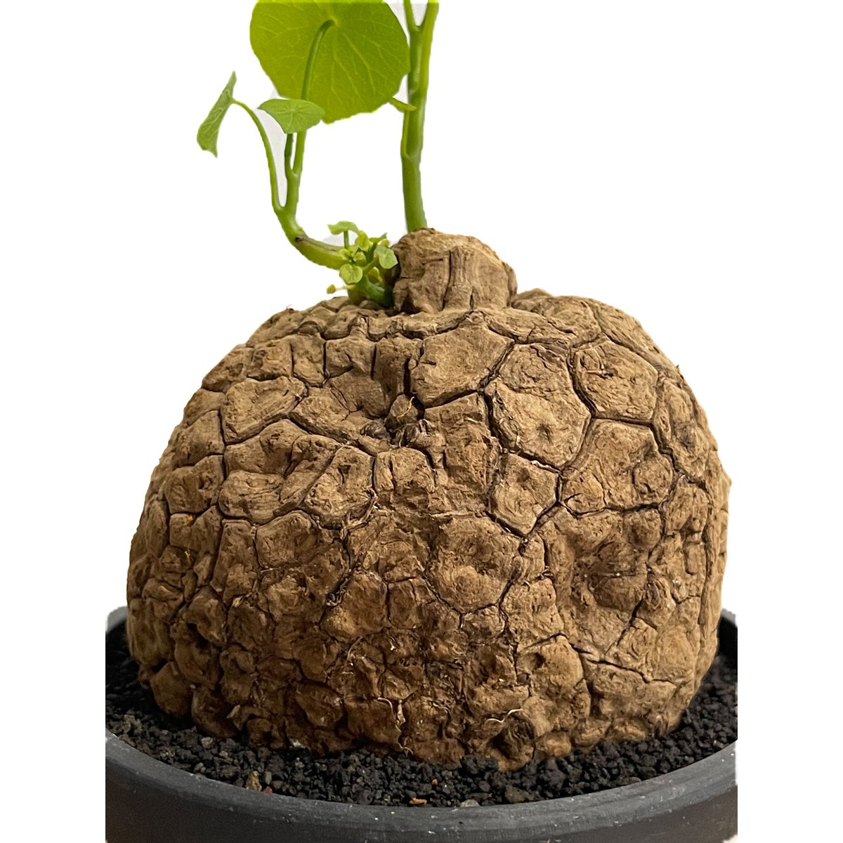 ステファニア　スベローサ ステファニア スベローサ ”選抜個体” 「Stephania suberosa」6/20-80