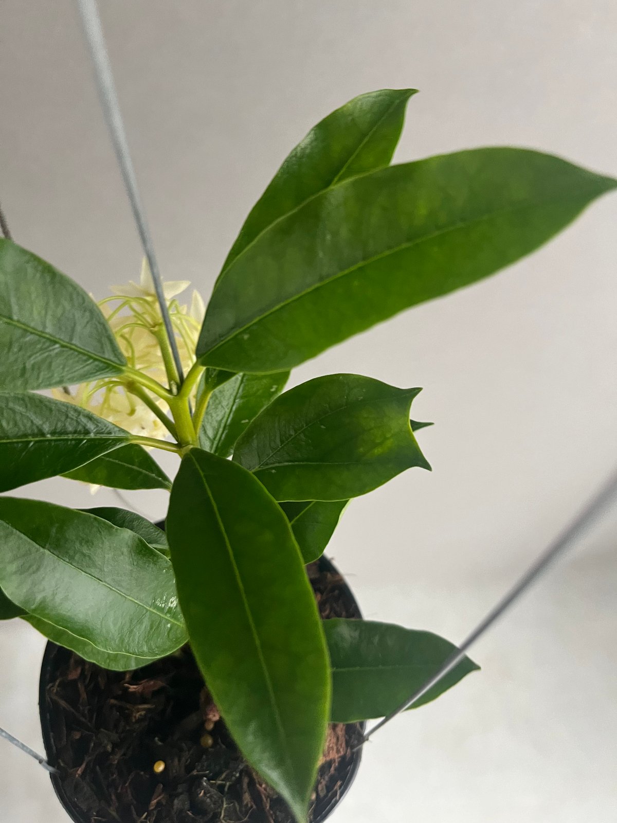 ホヤ ロッキー イエロー フラワー 「Hoya lockii Yellow Flower」70