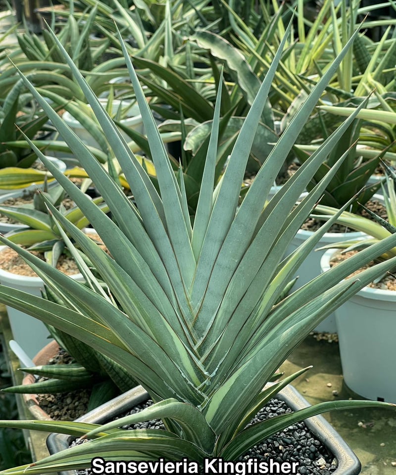 EMP サンセベリア King Fischer / SA429 サンセベリア キングフィッシャー 「Sansevieria Kingfisher」50N