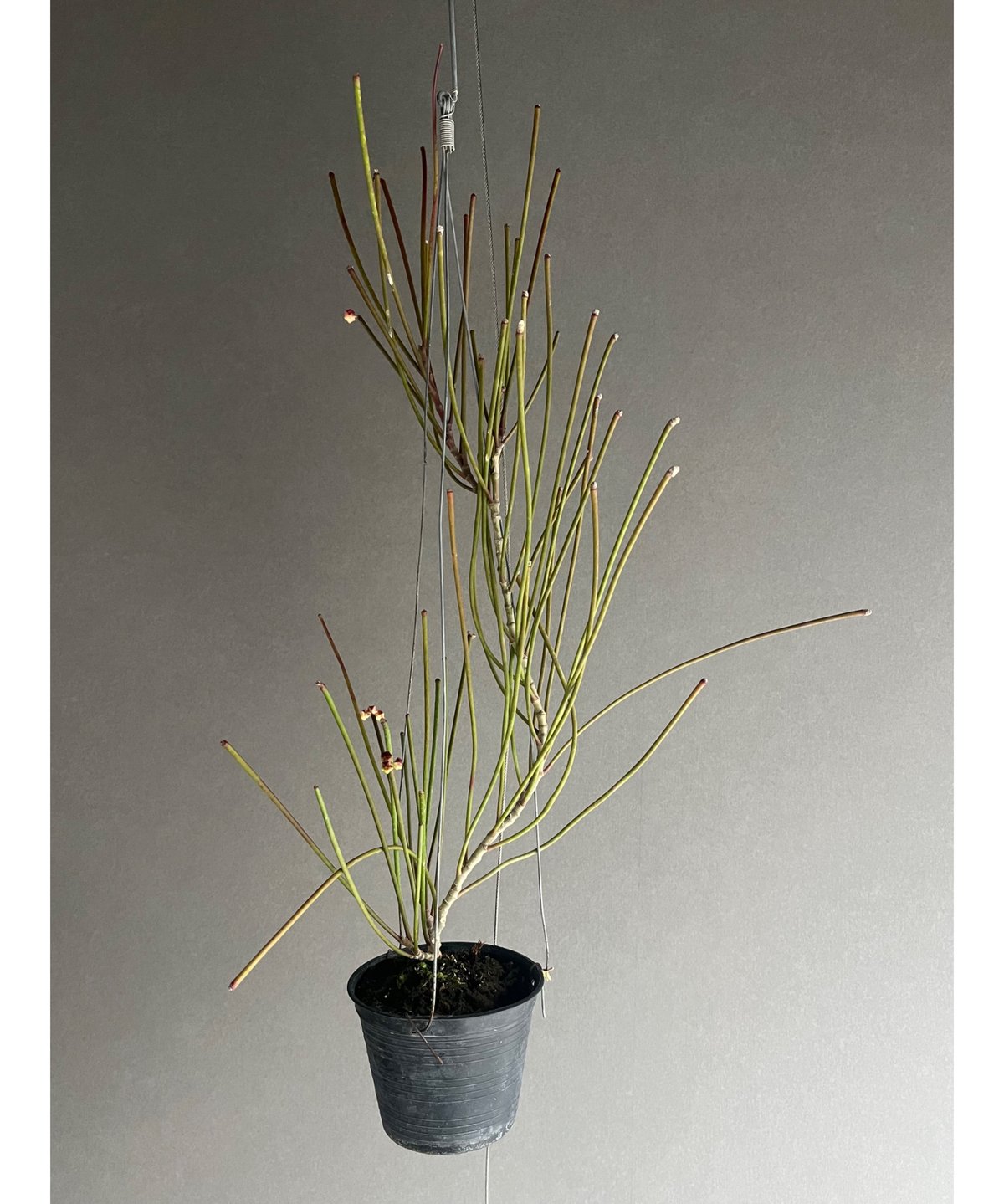 ホヤ 　大株 ホヤ スパルティオイデス ビック フラワー 「Hoya spartioides Big Flo