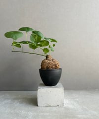 サンセベリア 雪女(ユキオンナ) 「Sansevieria Yuki Onna」24F | S