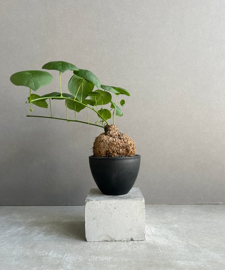 フィルミアナ　パレンス　超古株　発根済み フィルミアナ パレンス 超古株 発根済み 2025年最新