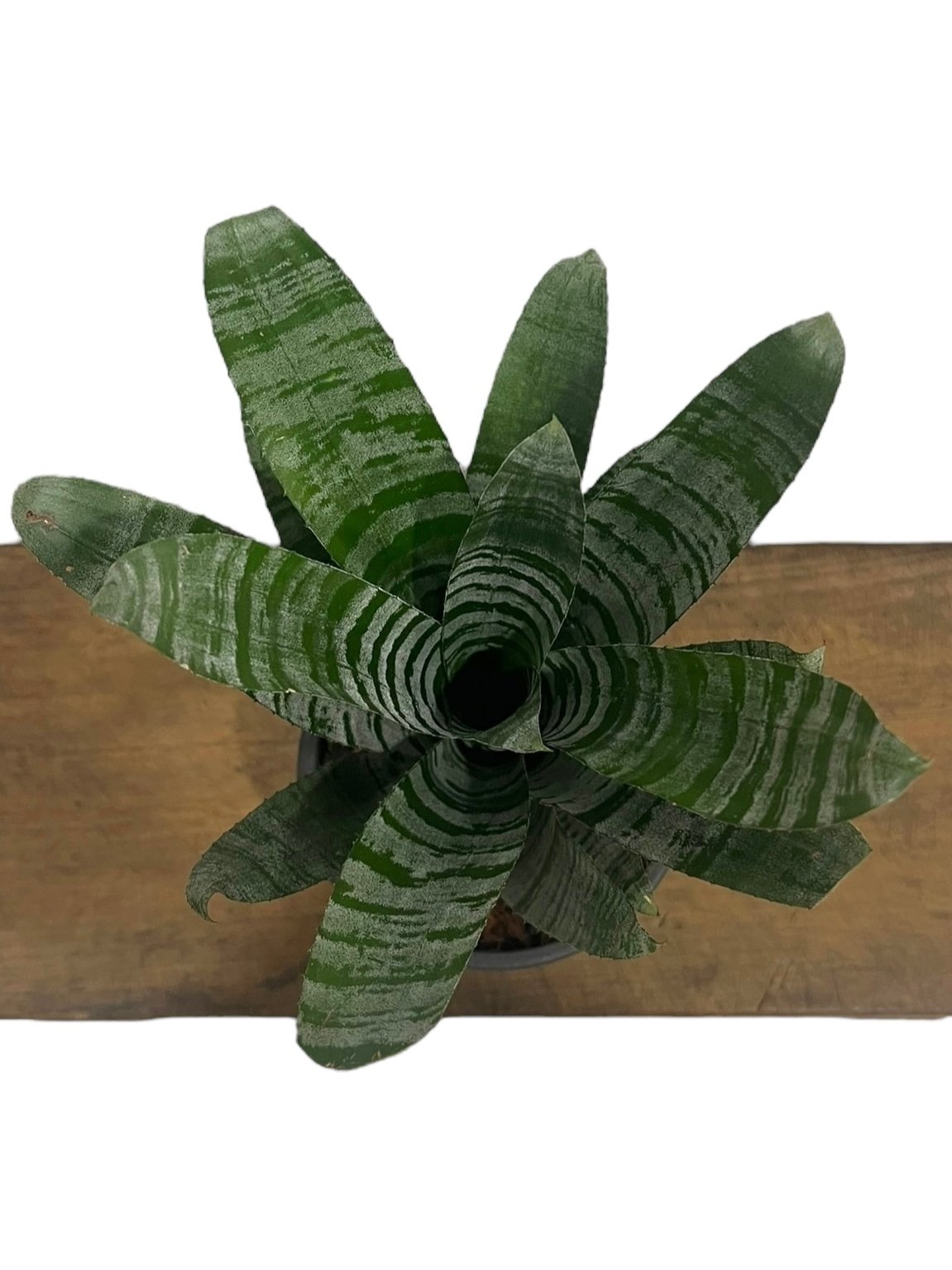エクメア チャンティニー “ドワーフ フォーム” 「Aechmea