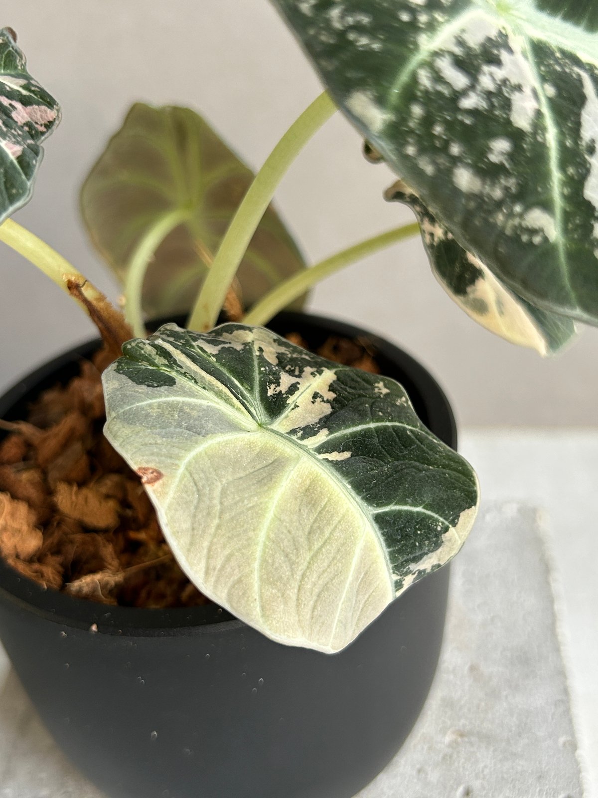 アロカシア ブラック ベルベット ピンク 斑入 「Alocasia Black Velvet