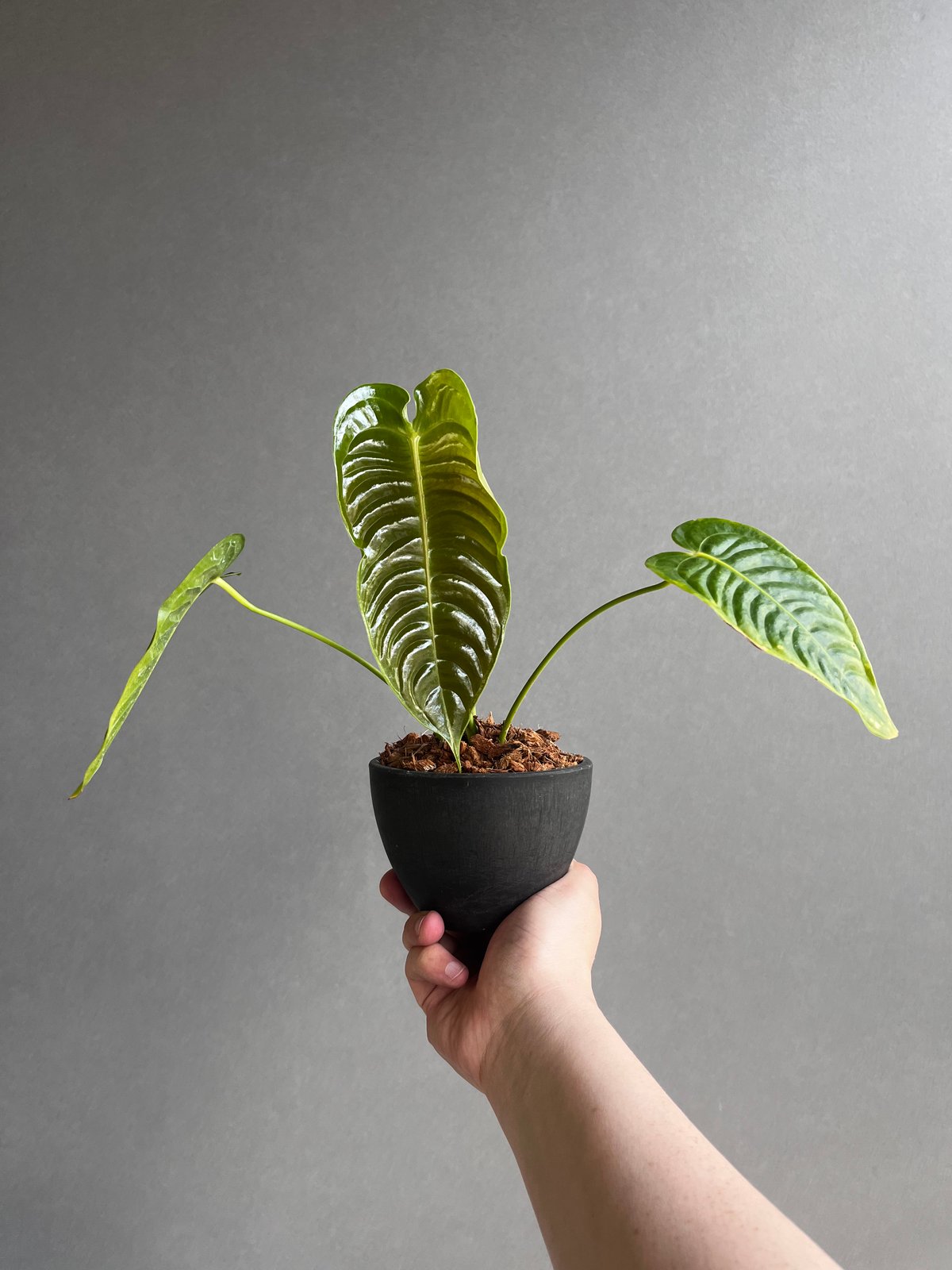 anthurium veitchii narrow アンスリウム ベイチー