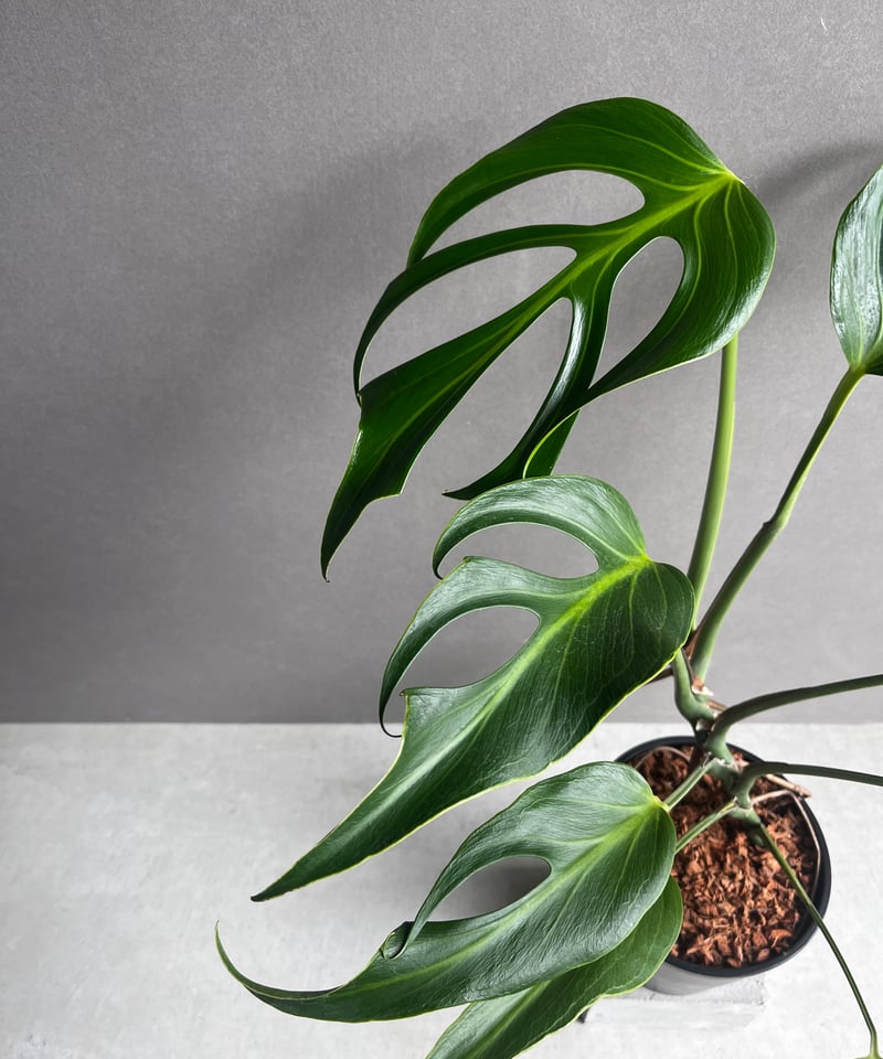 お得セット モンステラ バールマルクスフレーム 「Monstera burle marx's モンステラ・ポトス