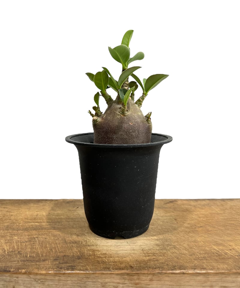 アデニウム アラビカム ドワーフ “ブラック” 「Adenium arabicum Dwarf