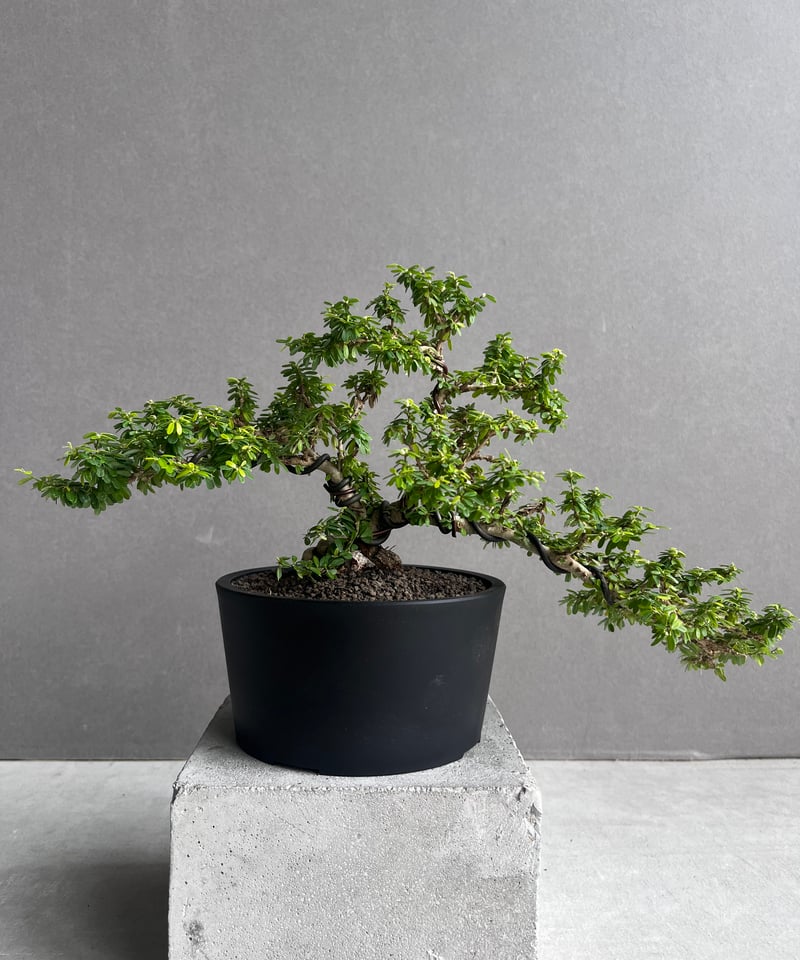 うち” 盆栽 「“UCHI” BONSAI 」65A | SHOUCHIKUEN