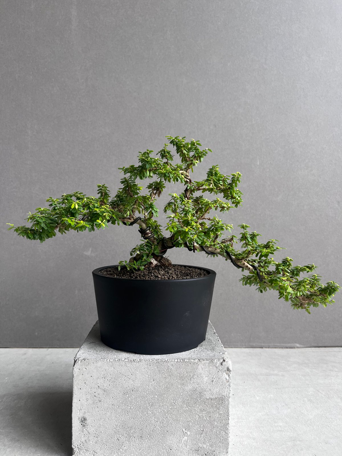 うち” 盆栽 「“UCHI” BONSAI 」65A | SHOUCHIKUEN