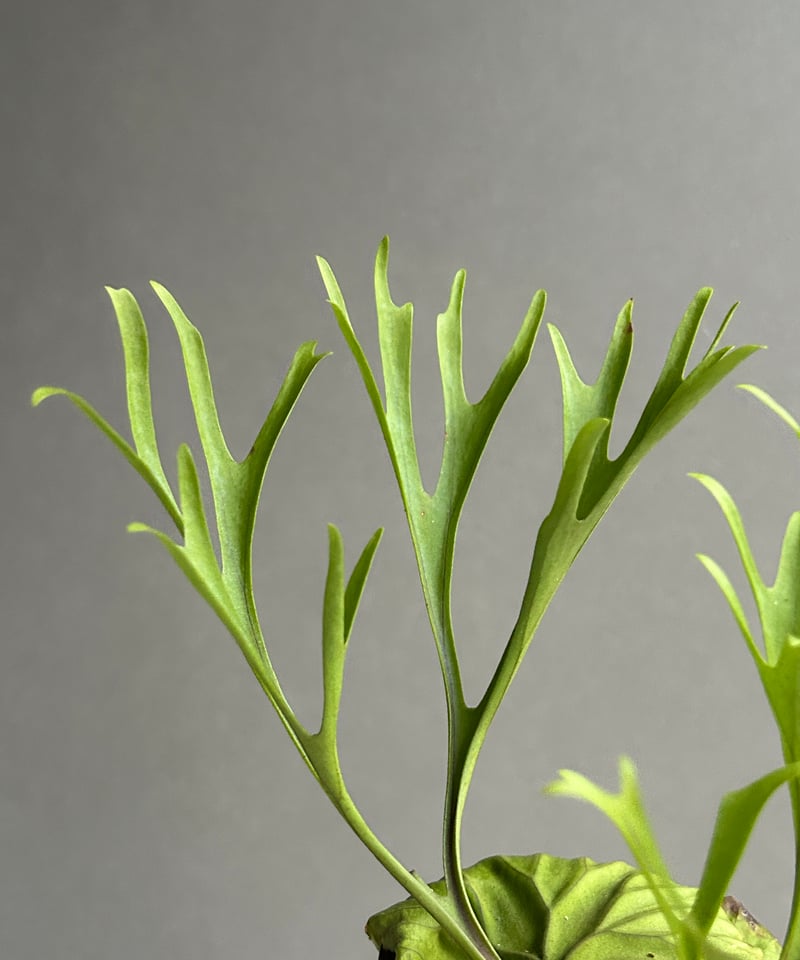 ビカクシダ リドレイ “パカラン”「Platycerium ridleyi “Pakarang