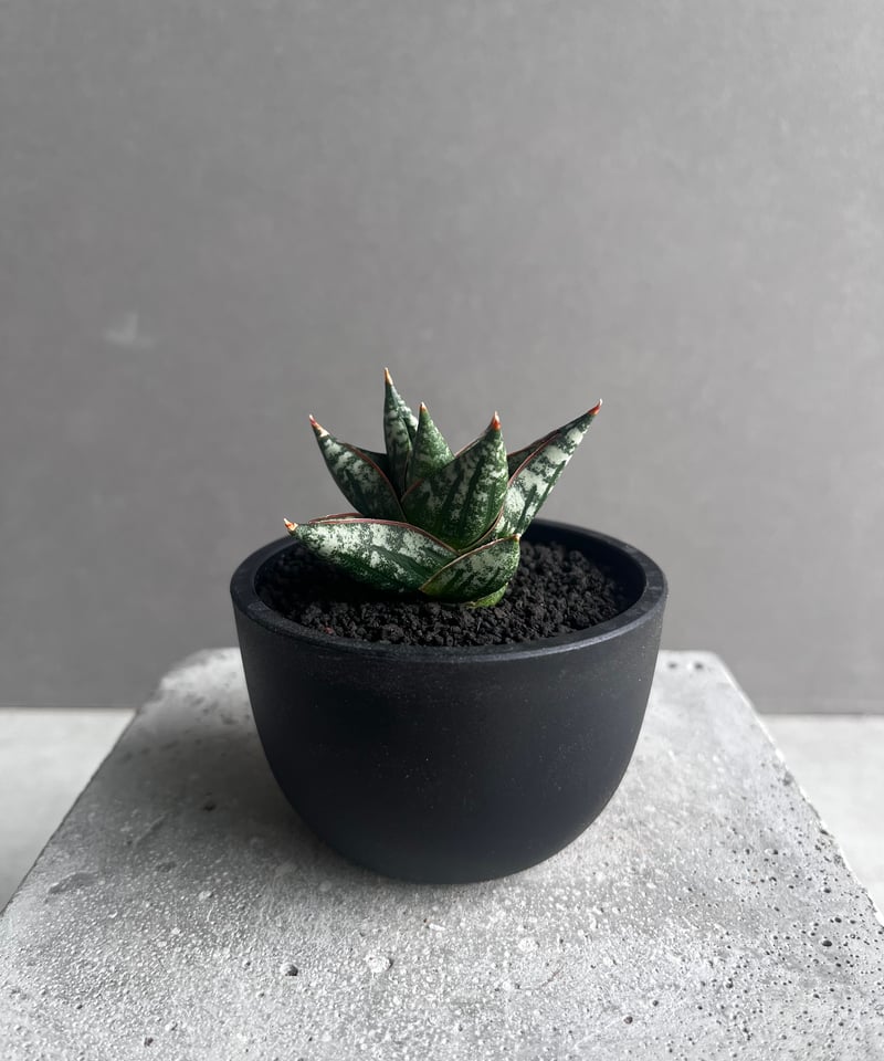サンセベリア ニラパット(ドワーフ) 「Sansevieria Nilaphat (by Un