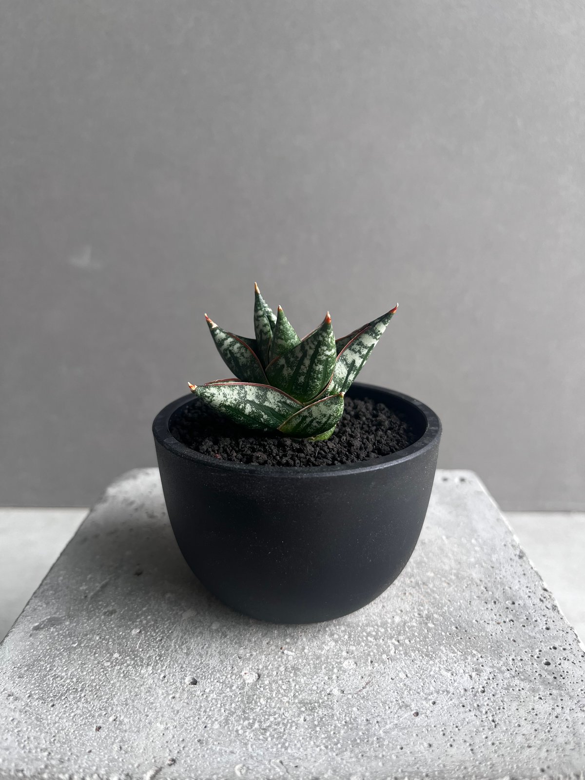 EMP サンセベリア Niaphat dwarf / SA397 サンセベリア ニアパット ドワーフ「Sansevieria Niaphat dwarf