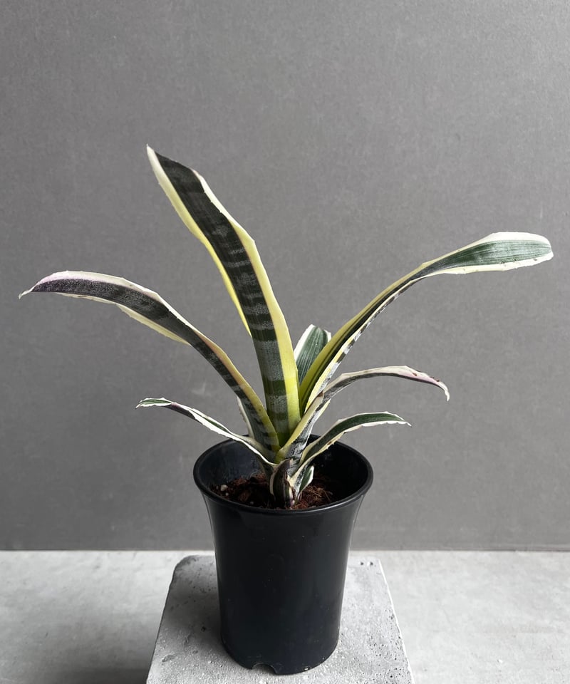 エクメア オットー 「Aechmea Otto」77Z | SHOUCHIKUEN