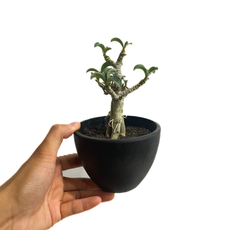 獅子葉のアデニウム】Dorset Horn Adenium（DHA）- ①-