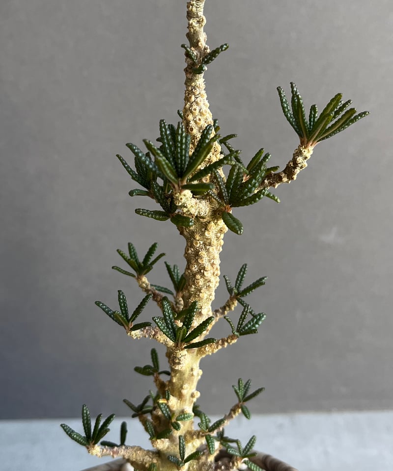 ドルステニア ギガス ブラータ+ plantsmonsters pot 「Dorstenia