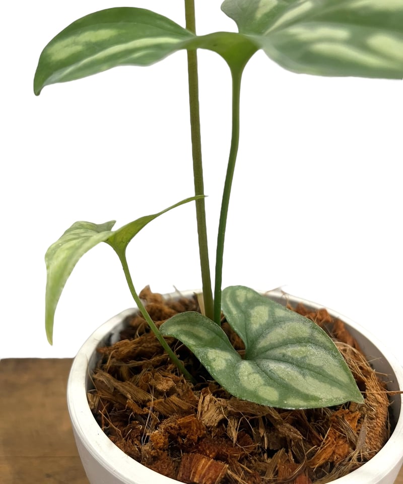 1 セルセスティス　ミラビリス　斑入り　激レア 1 セルセスティス ミラビリス 斑入り 激レア セルセスティス