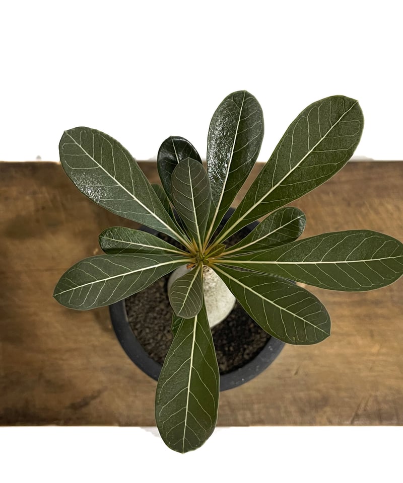 アデニウム ソコトラナム 「Adenium socotranum 」41E-1 | SHOU