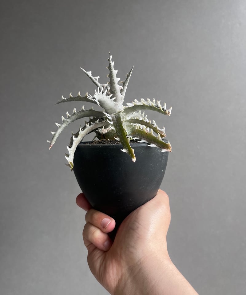 ディッキア ズゴック x リトルウィング ZL-103 「Dyckia Z'gok x Lit