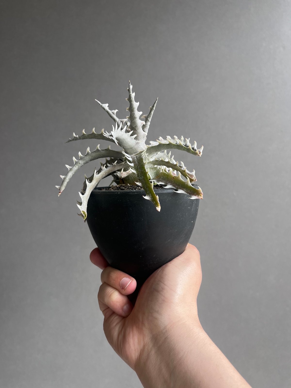 レア株 ディッキア Dyckia Z'GOK × Little Wing (Otto-ZL)by
