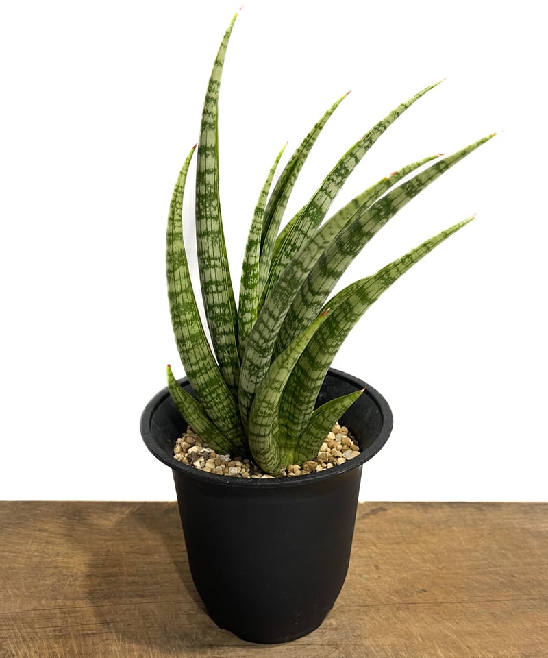 サンセベリア アンヤマニーズ クロー「 Sansevieria Unyamanee's