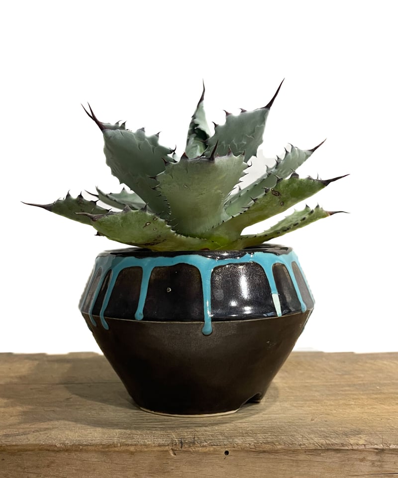 アガベ コロラータ +YON-HACHI「Agave colorata」12E-3 | SHO